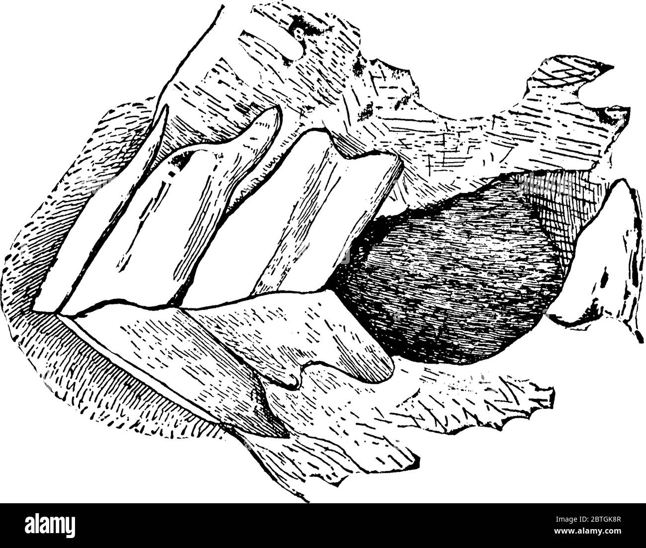 Jaw of young castrated male horse (side view)., vintage line drawing or engraving illustration. Stock Vector