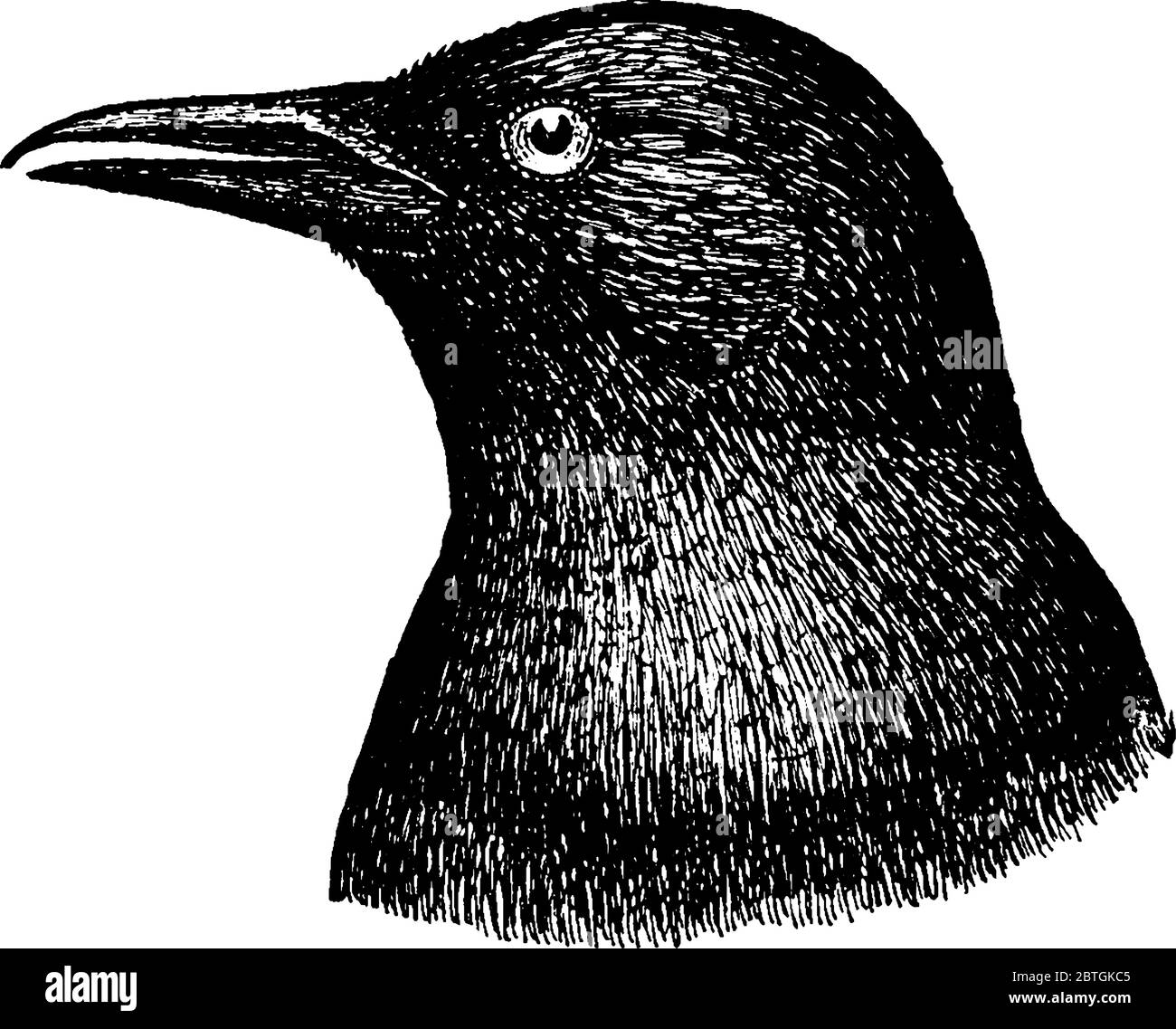 The typical representation to crows, true cars are large passerine birds that comprise the genus Corvus in the family Corvidae, vintage line drawing o Stock Vector