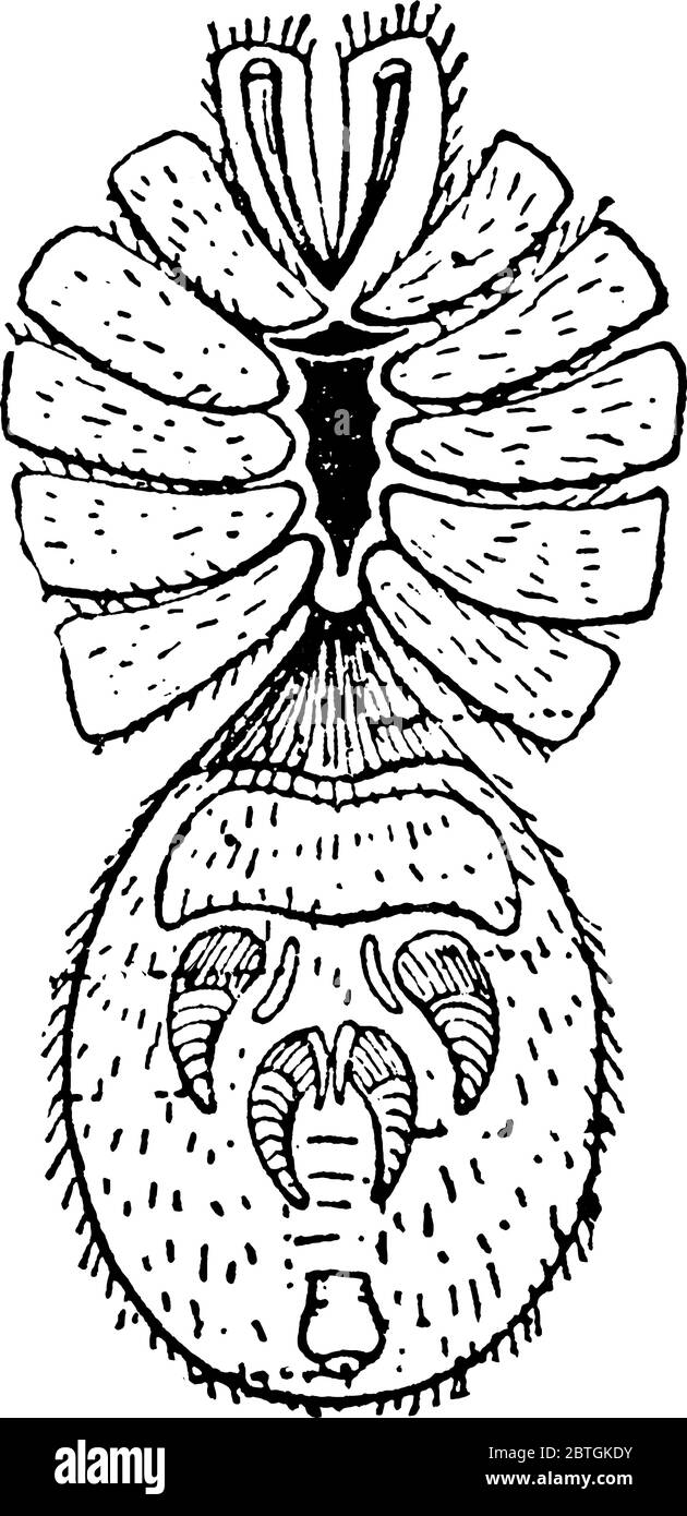 A typical representation of the ventral view of the Liphistius Desultor species, with the prosomatic appendages cut short expecting the chelicerae, sh Stock Vector