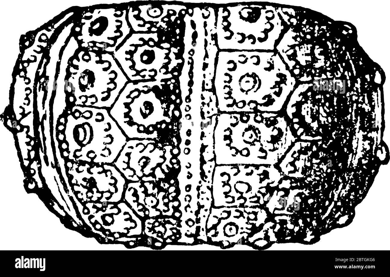 A typical representation of Cidaris florigemma, with spine, a, and single ambulacral plate, magnified, b, after Wright; Coral Rag, with bold and regul Stock Vector