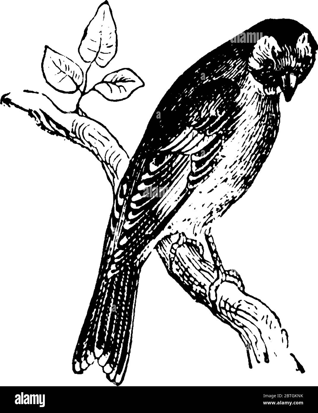 Goldfinch family Stock Vector Images Alamy