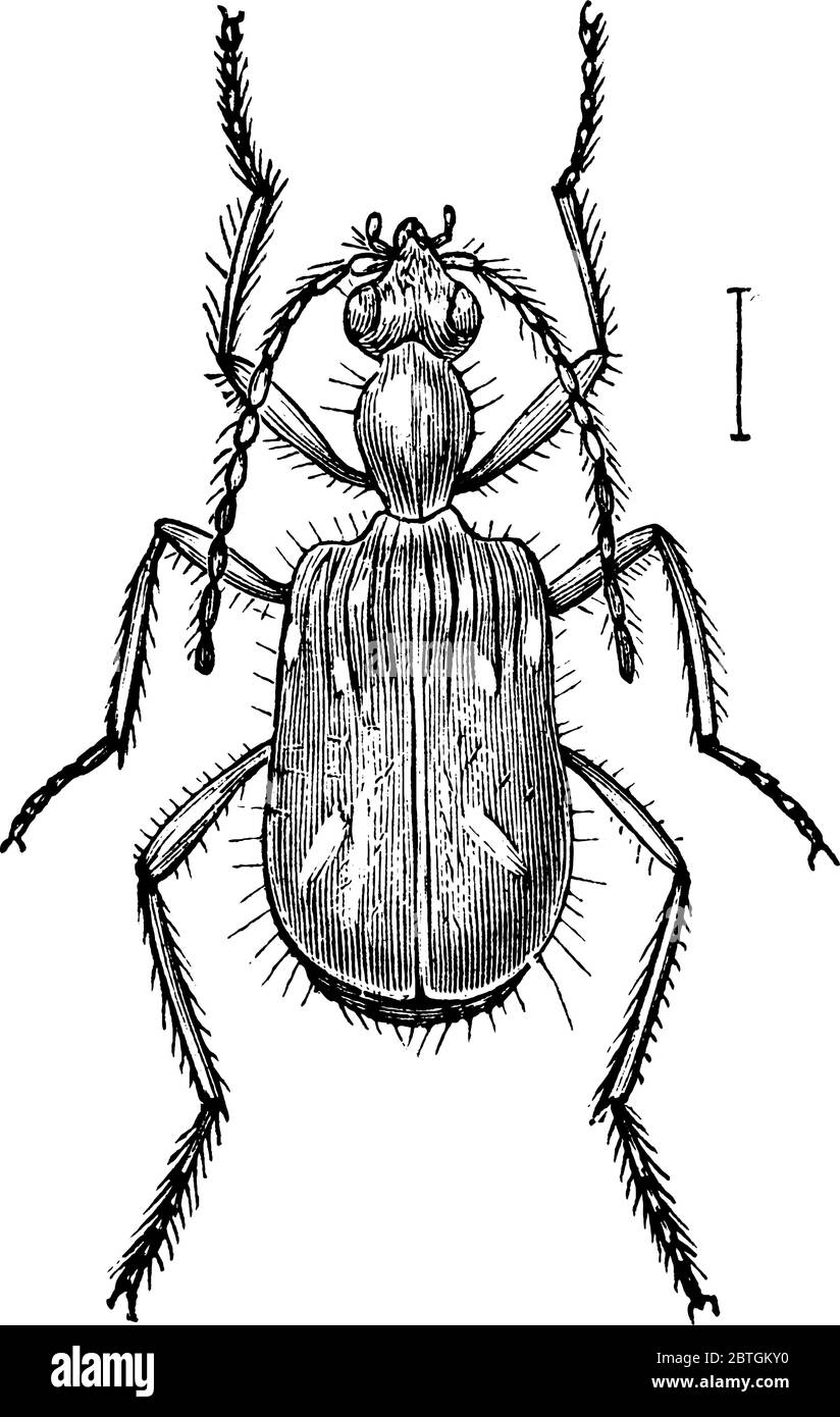 A species of insect in the Carabidae family of ground beetles, vintage line drawing or engraving illustration. Stock Vector
