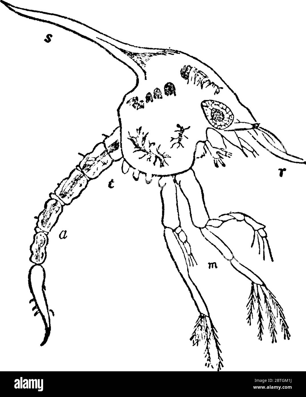 Zoea, common shoe-crap in its second stage, with its parts labelled as r, s, t, a and m, representing, Rostral spine, Dorsal spine, Maxillipeds, Buds Stock Vector