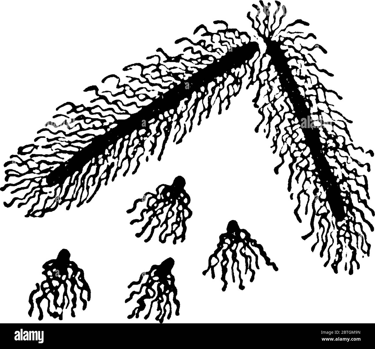 Motile Rods Bacillus bacteria Cut Out Stock Images & Pictures - Alamy