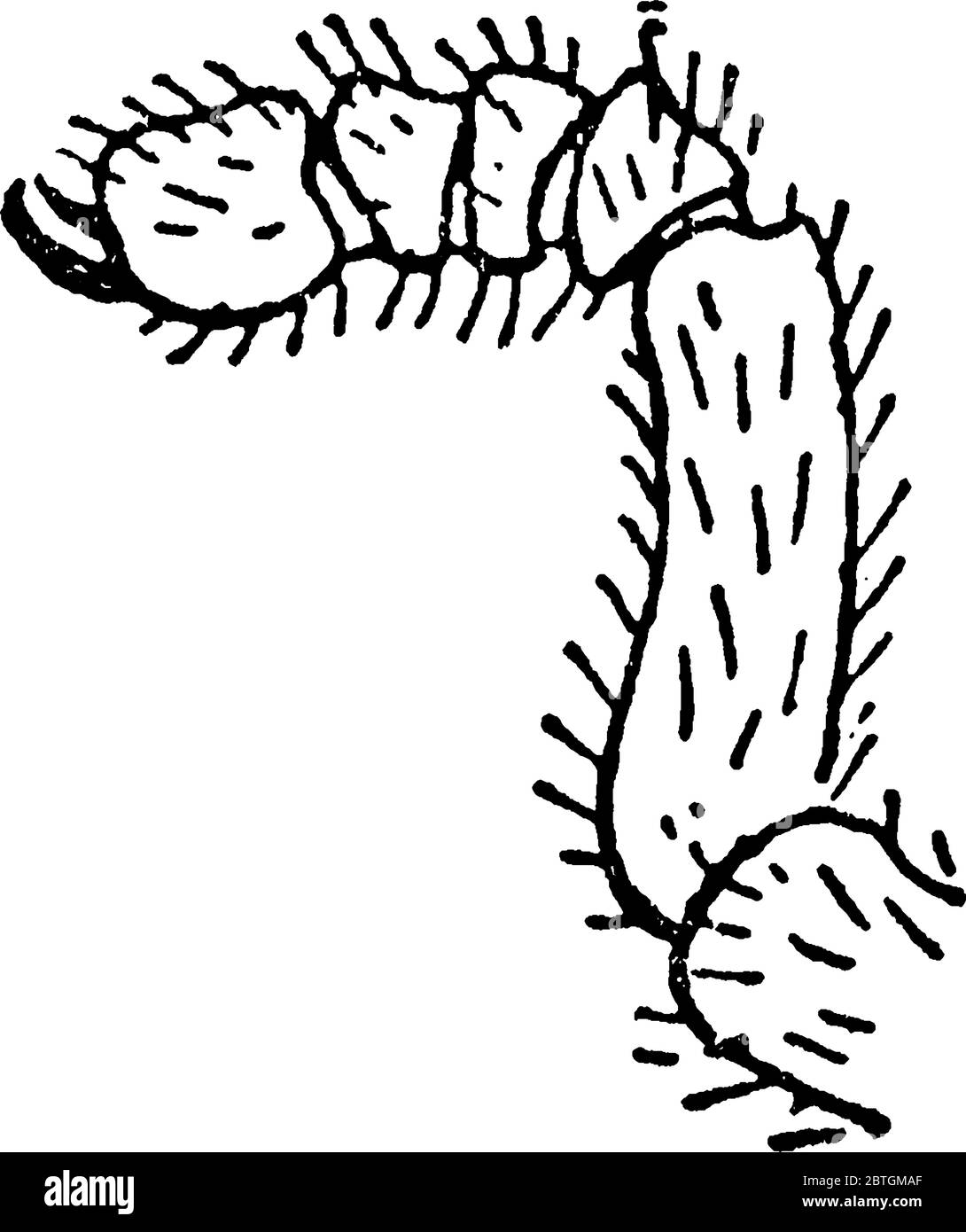 A typical representation of the ventral view of the Cryptostemma Karschii species, showing the extremity of the fifth pair of appendages of the female Stock Vector