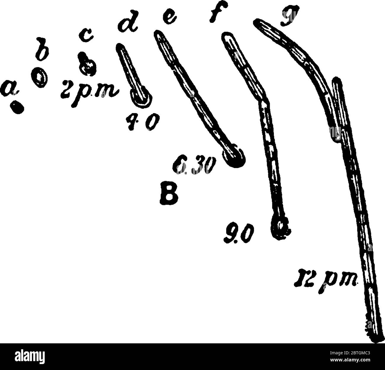 A typical representation of the various phases of germination of spores of Bacillus ramosus, as observed in hanging drops under high powers, vintage l Stock Vector