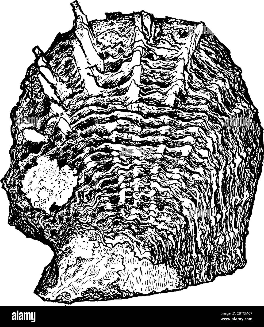 figure shows a shell of oyster, it is made of calcium carbonate and