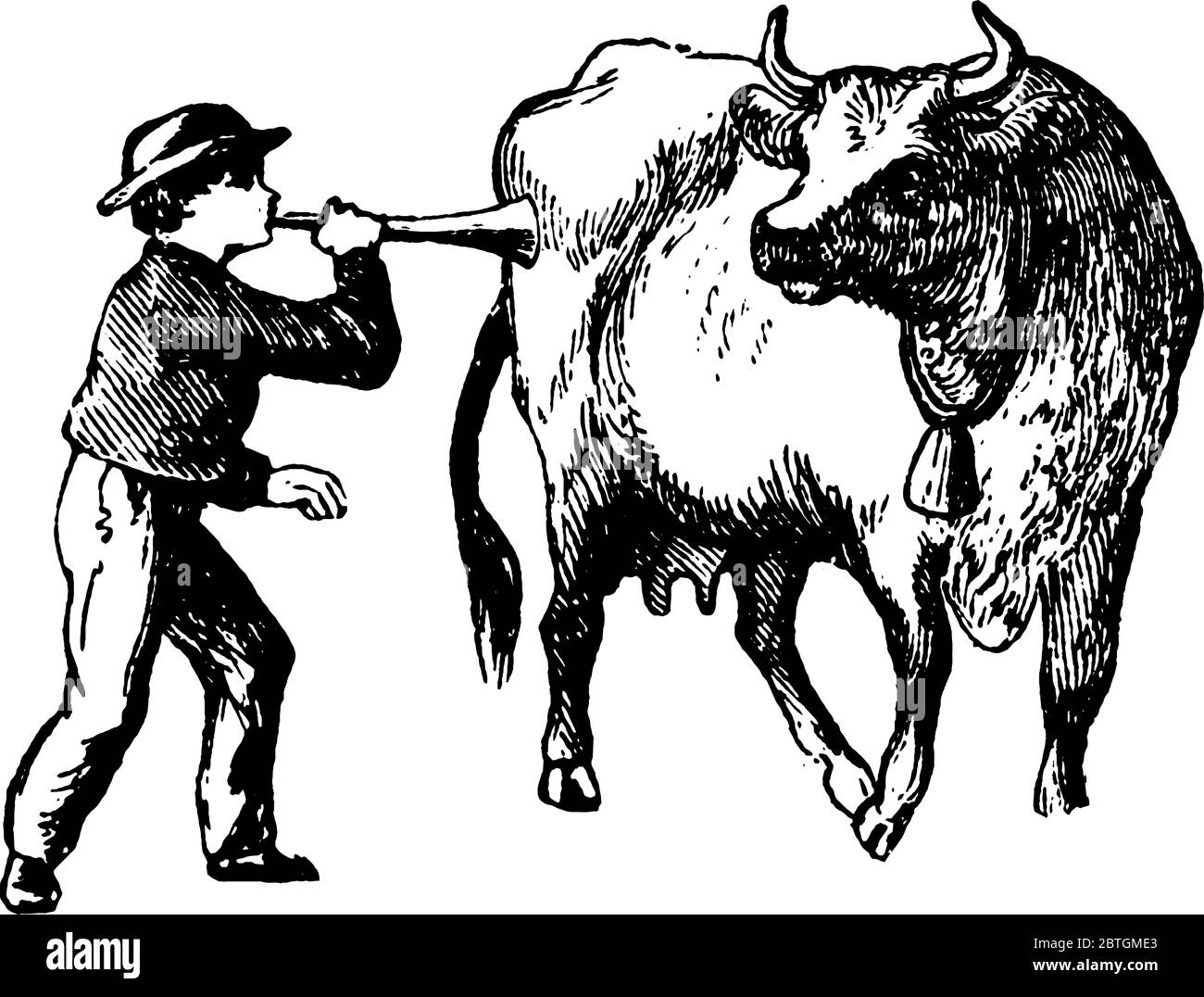 A boy standing along with cow and Blowing horn to irritate the cow and cow see him angrily, vintage line drawing or engraving illustration. Stock Vector