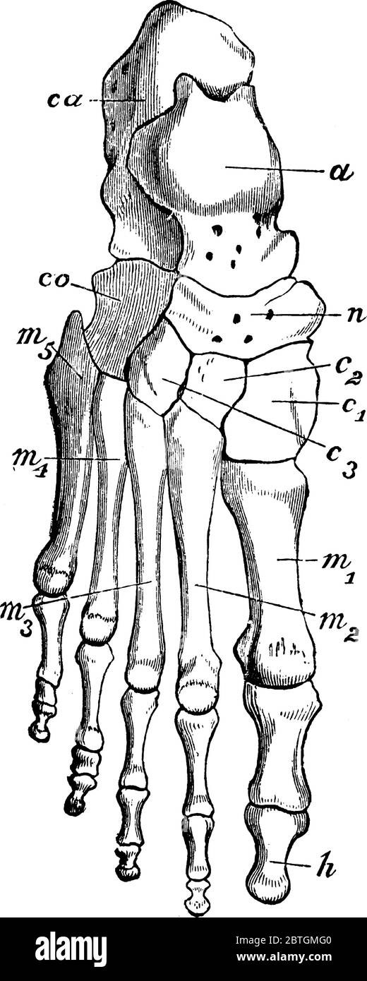 Bones of human foot, these include cuneiform bones, the cuboid bone, metatarsal bone, phalange, and the navicular bone, vintage line drawing or engrav Stock Vector