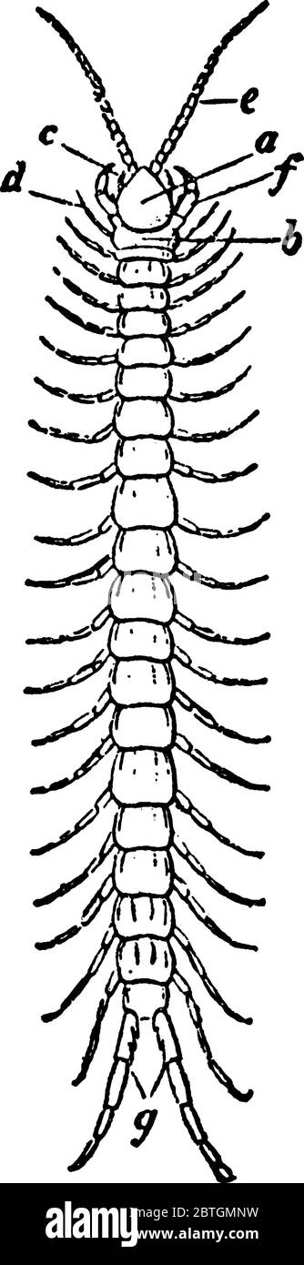 A typical representation of a centipede, with its parts labelled, vintage line drawing or engraving illustration. Stock Vector