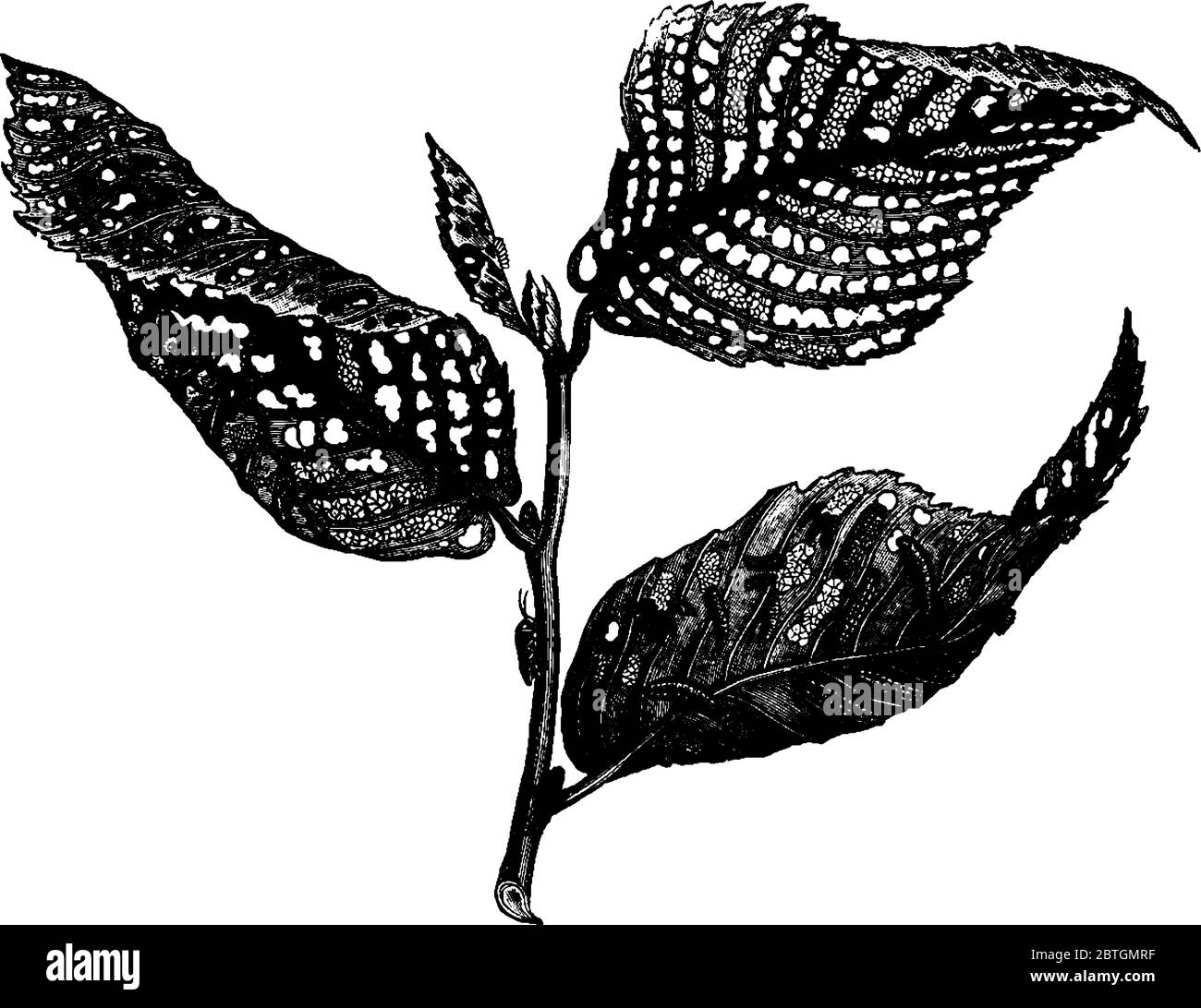 Elm-leaf beetle larvae feeding over leaves and destroyed plant, vintage line drawing or engraving illustration. Stock Vector