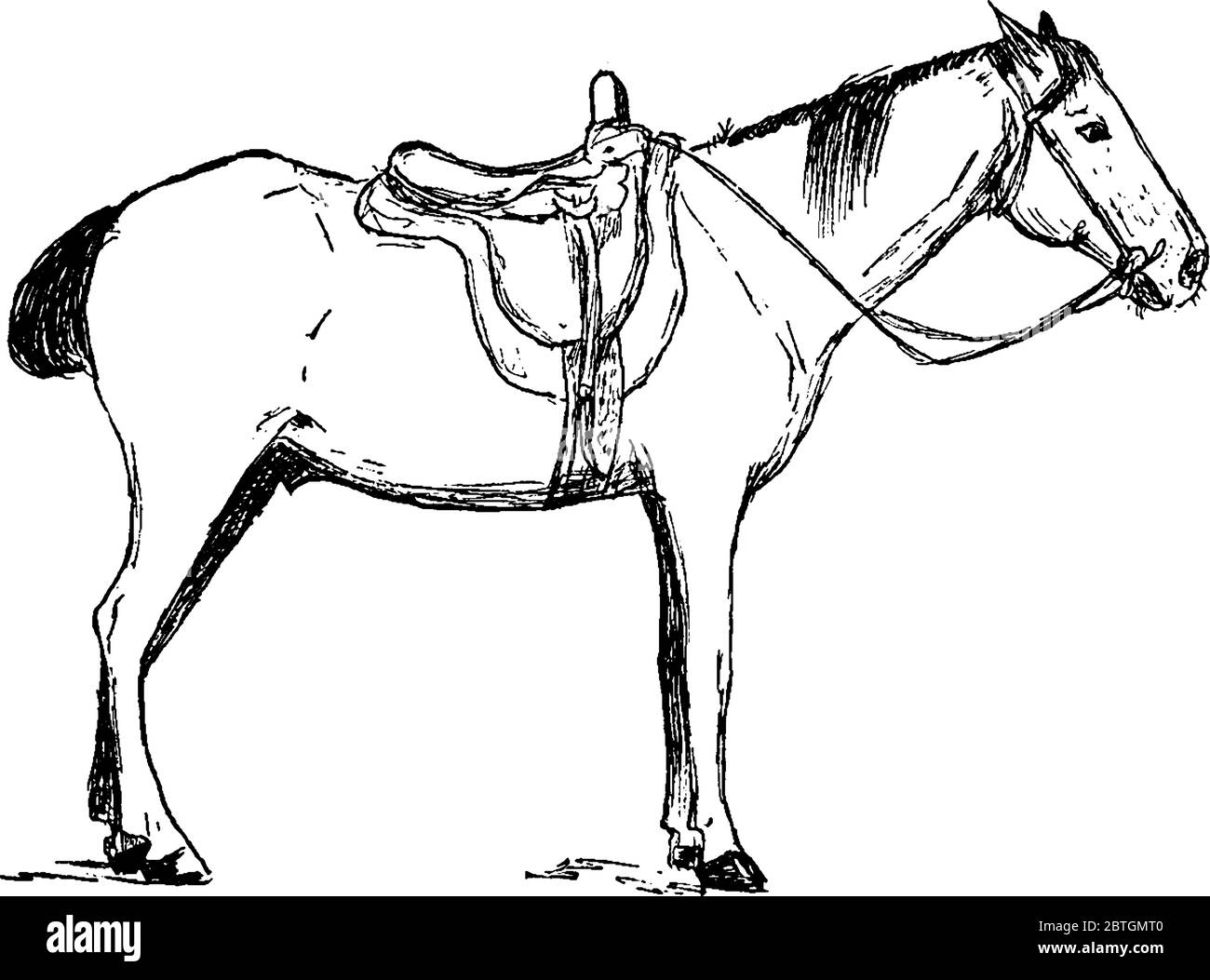 A domestic horse used for riding and transport. The horse Equus ferus caballus is one of two extant subspecies of Equus ferus. It is an odd-toed ungul Stock Vector