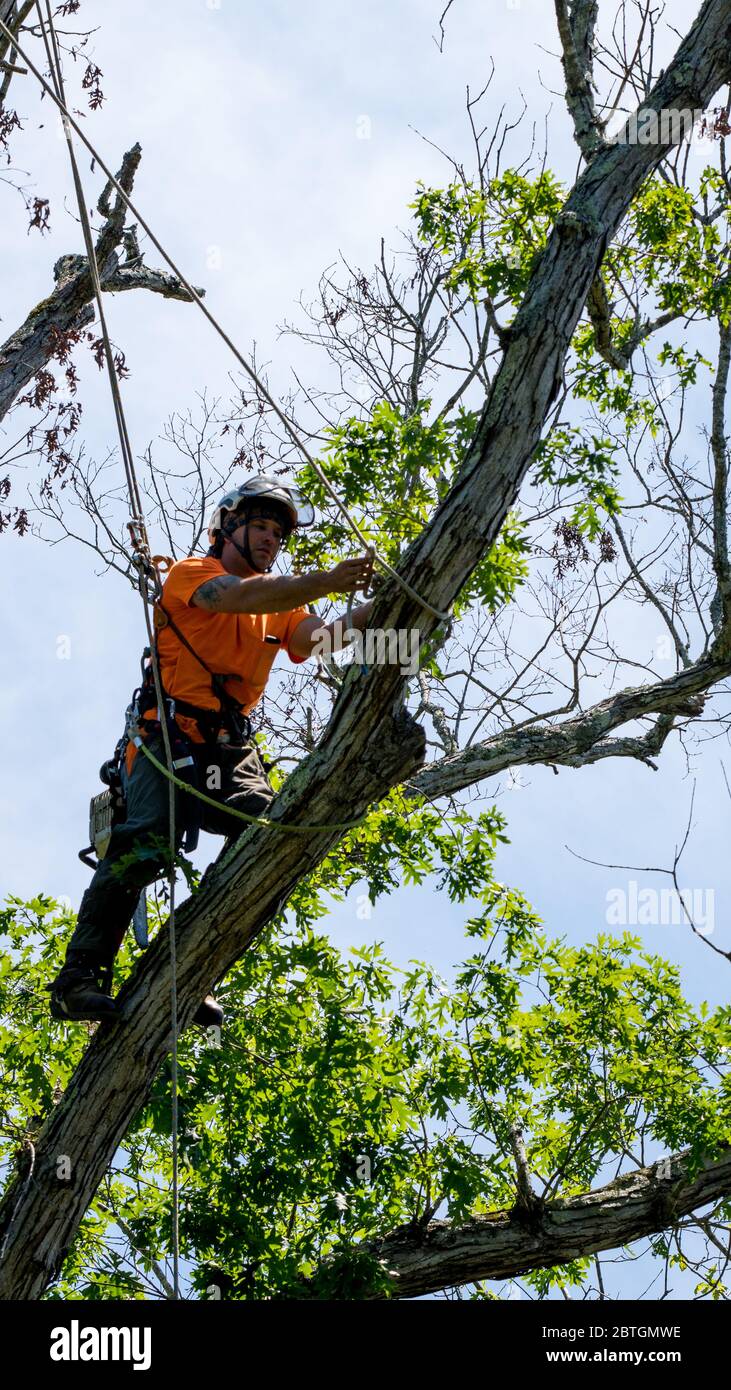 Remove Dead Branches From Local Trees preview