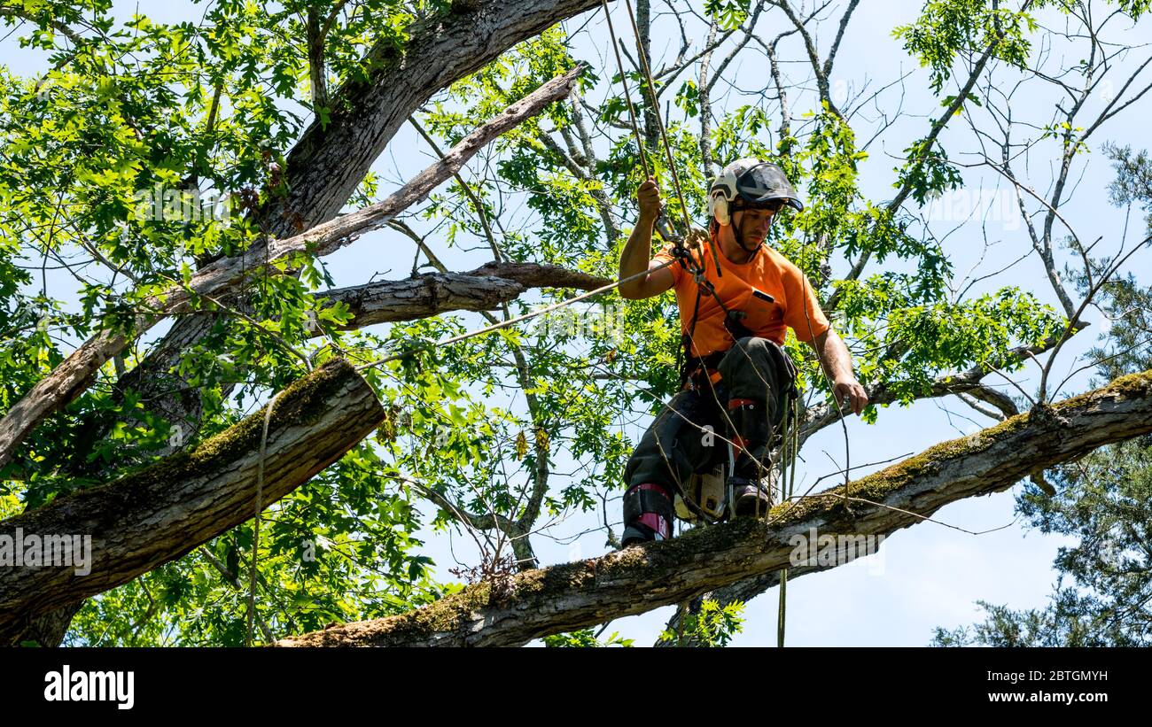 Worker in orange shirt climbing in tree cutting off dead branches in North Carolina Stock Photo