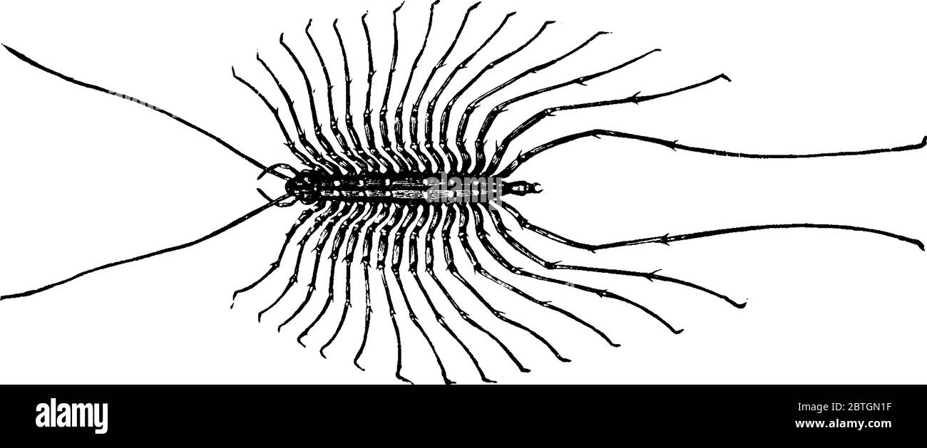 Centipede is long, flattened, many-segmented predaceous arthropods belonging to the class Chilopoda, vintage line drawing or engraving illustration. Stock Vector