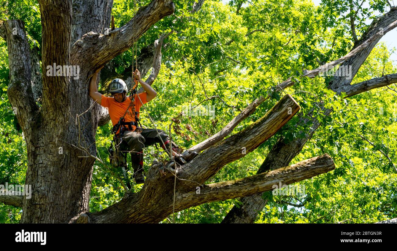 Worker in orange shirt climbing in tree cutting off dead branches in