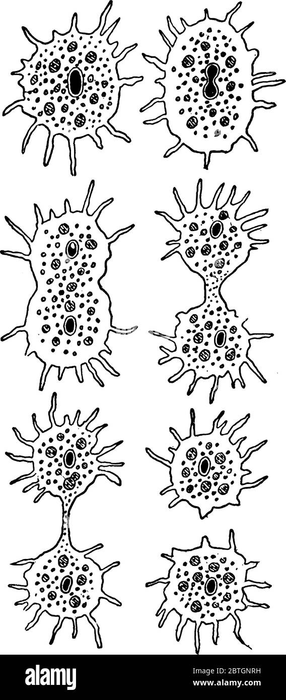 An amoeba, a type of cell or unicellular organism which has the ability to change its shape, primarily by extending and retracting pseudopod. Shown he Stock Vector