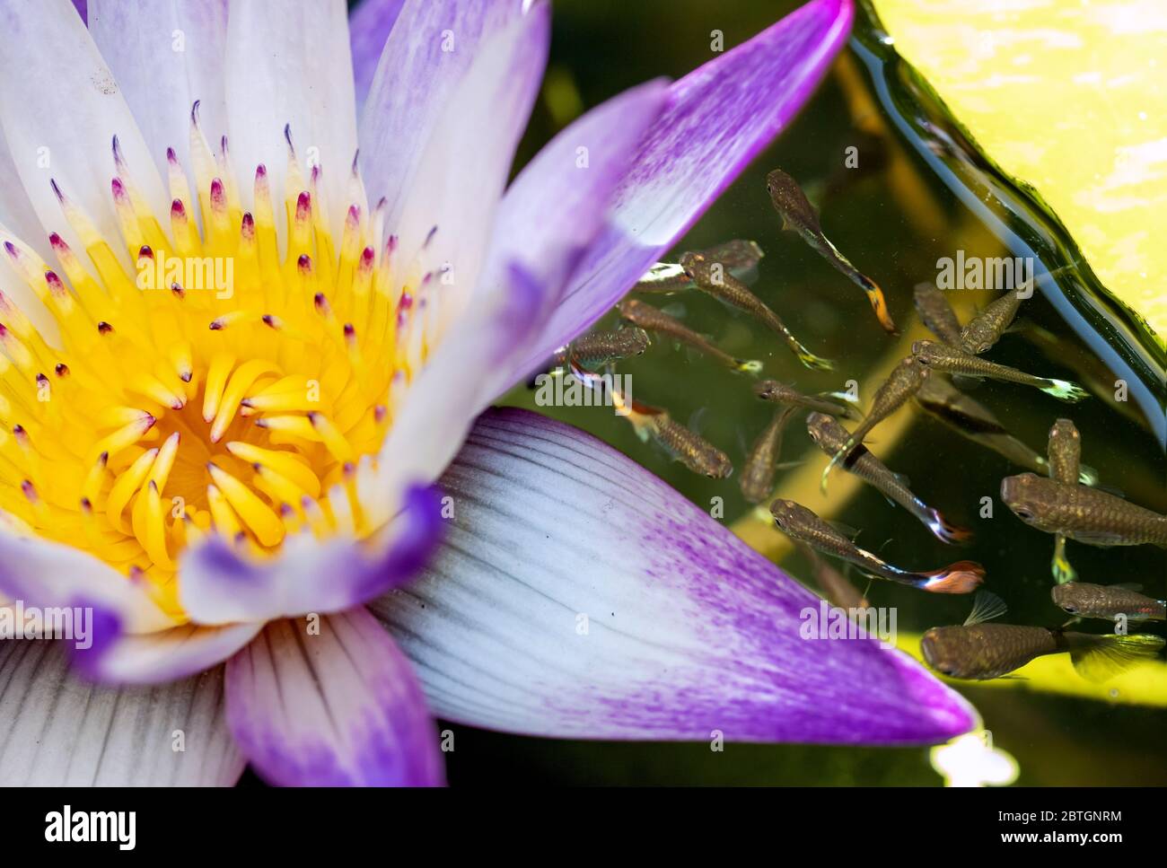 Water lily on the water surface with small fishes around, top view. Stock Photo