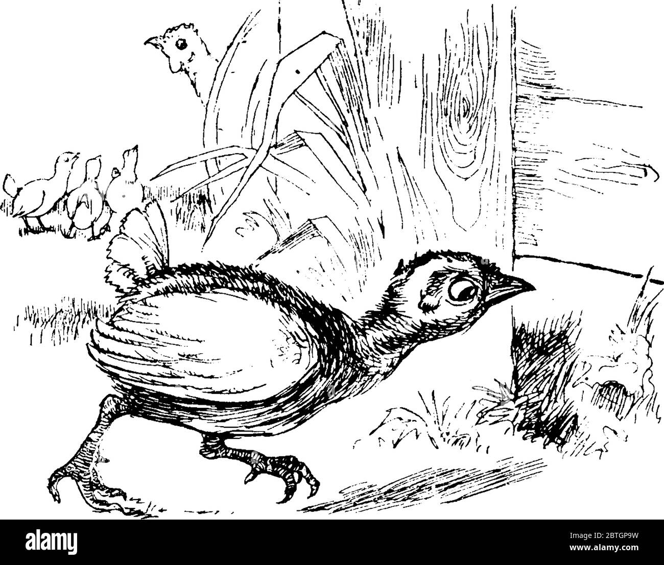 Hen and few chickens in the farm field grazing and finding food, mainly grains and seeds, vintage line drawing or engraving illustration Stock Vector