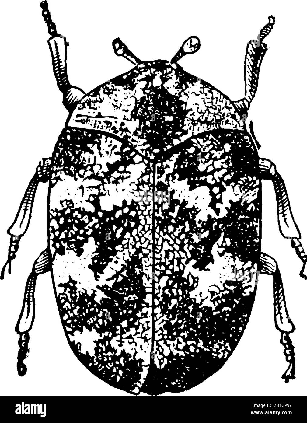 A typical representation of an adult Buffalo moth, dome-shaped and mottled markings, all over their body, vintage line drawing or engraving illustrati Stock Vector