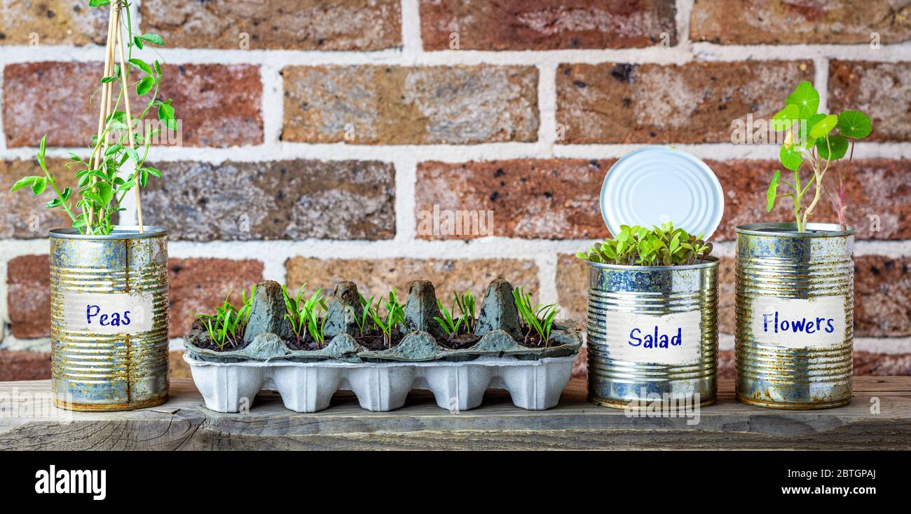 Plants growing in recycle tin cans hires stock photography and images