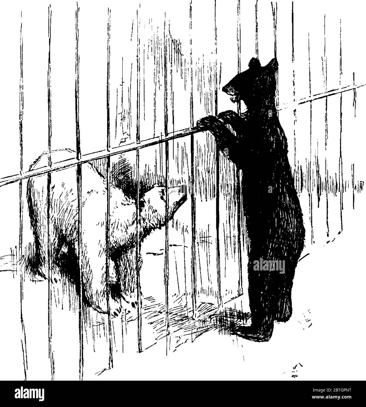 Stocky bodies Stock Vector Images Alamy