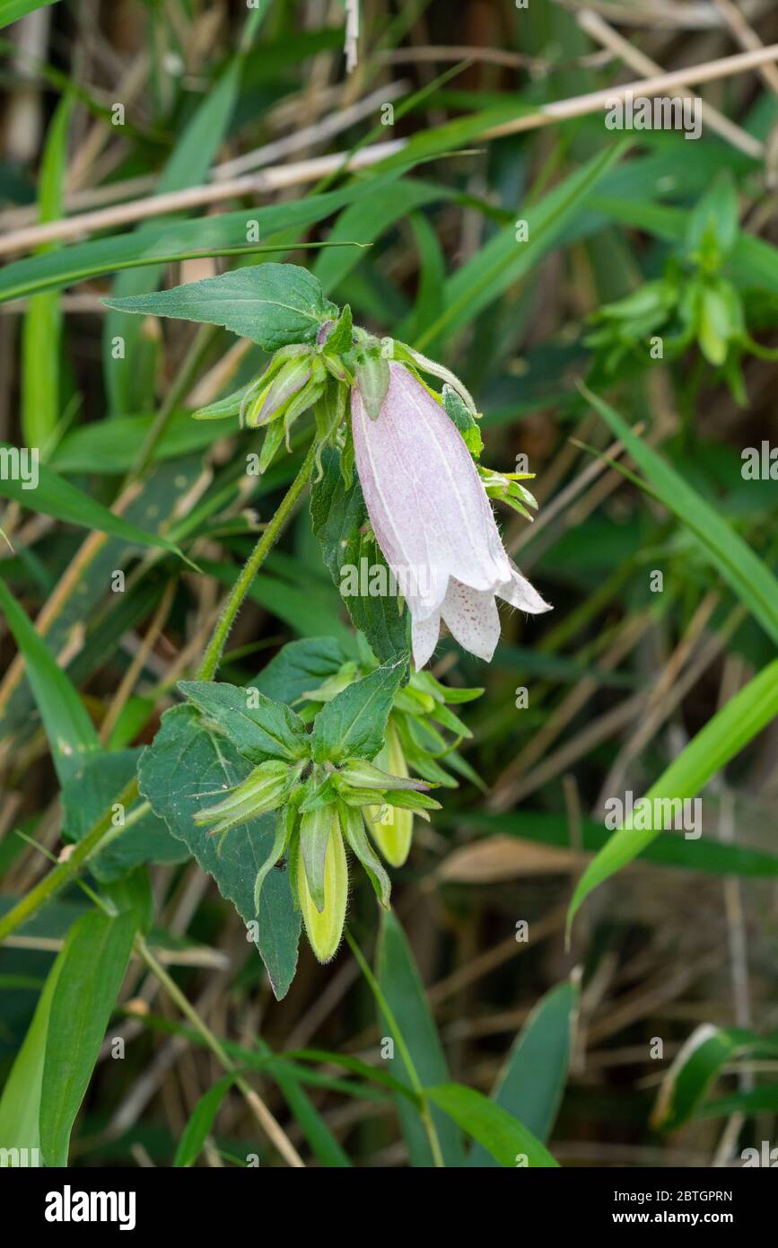 Campanula punctata hires stock photography and images Alamy