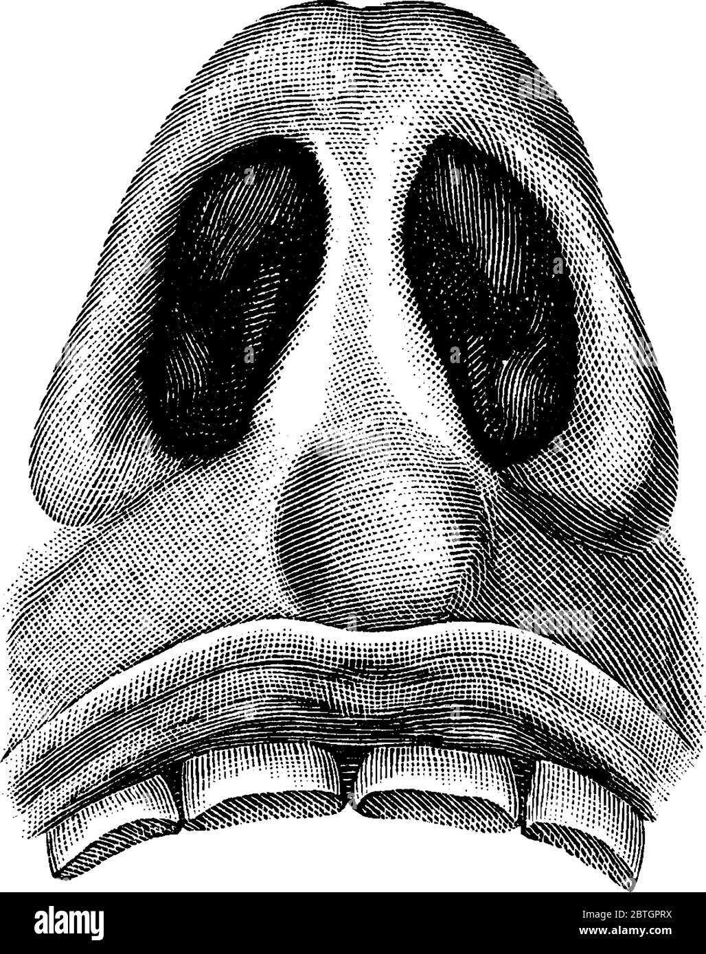 Nasal Cavities, viewed from below. The membrane which lines the cavities of the nose is over which the fibers of the olfactory nerves are distributed Stock Vector