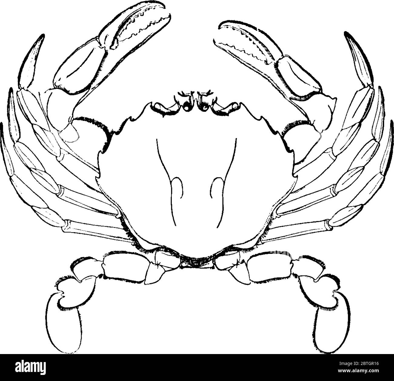 Crabs are decapod crustaceans, it has a round, flat body covered by a shell, vintage line