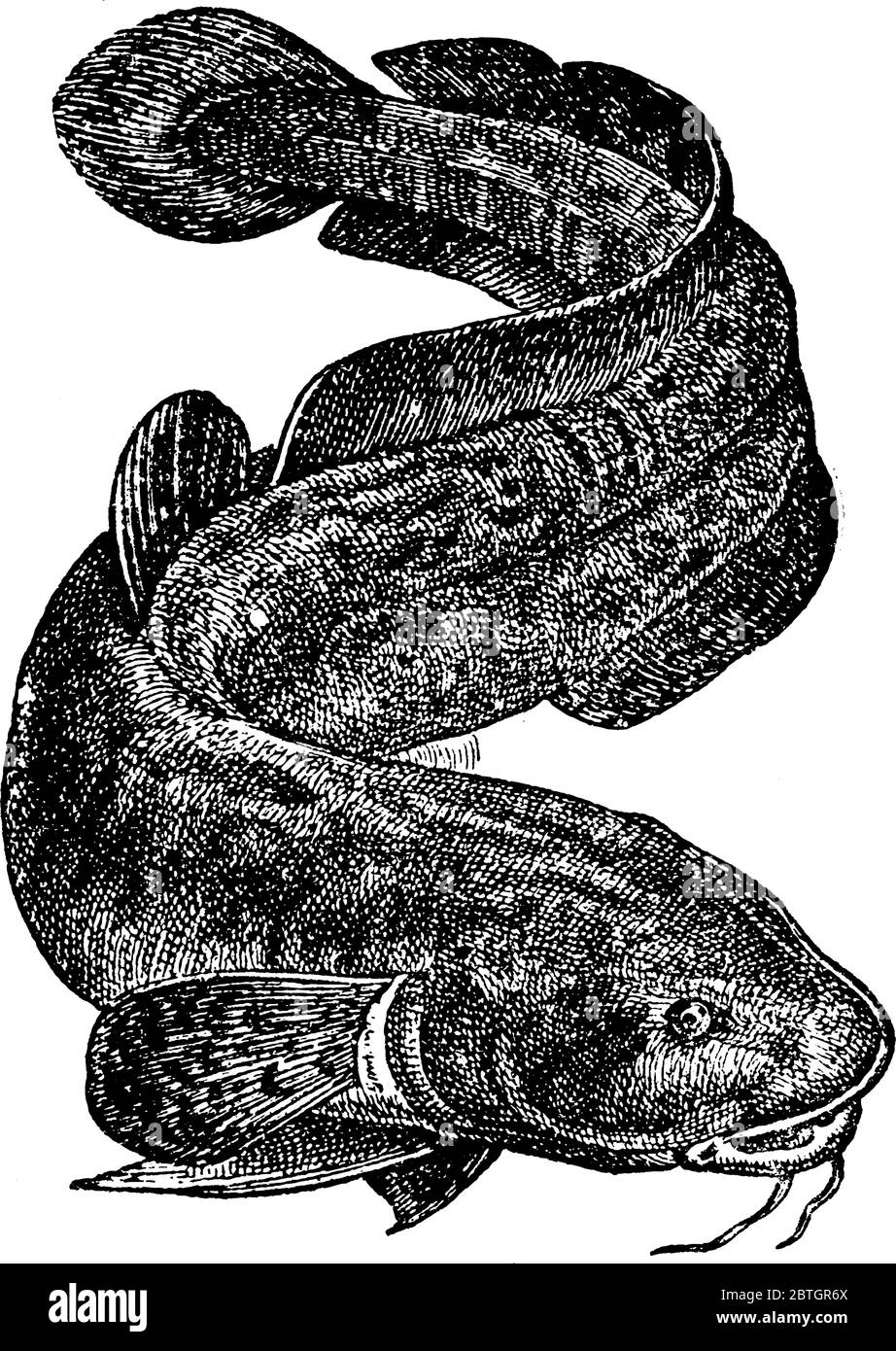 The burbot, the only freshwater member of the cod family, gadidae. It is most common in streams and lakes of North America and Europe above 40°N latit Stock Vector
