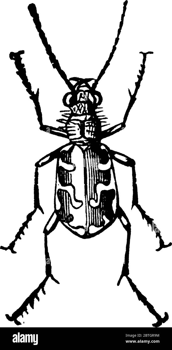 Cicindela Repanda insect., vintage line drawing or engraving illustration. Stock Vector