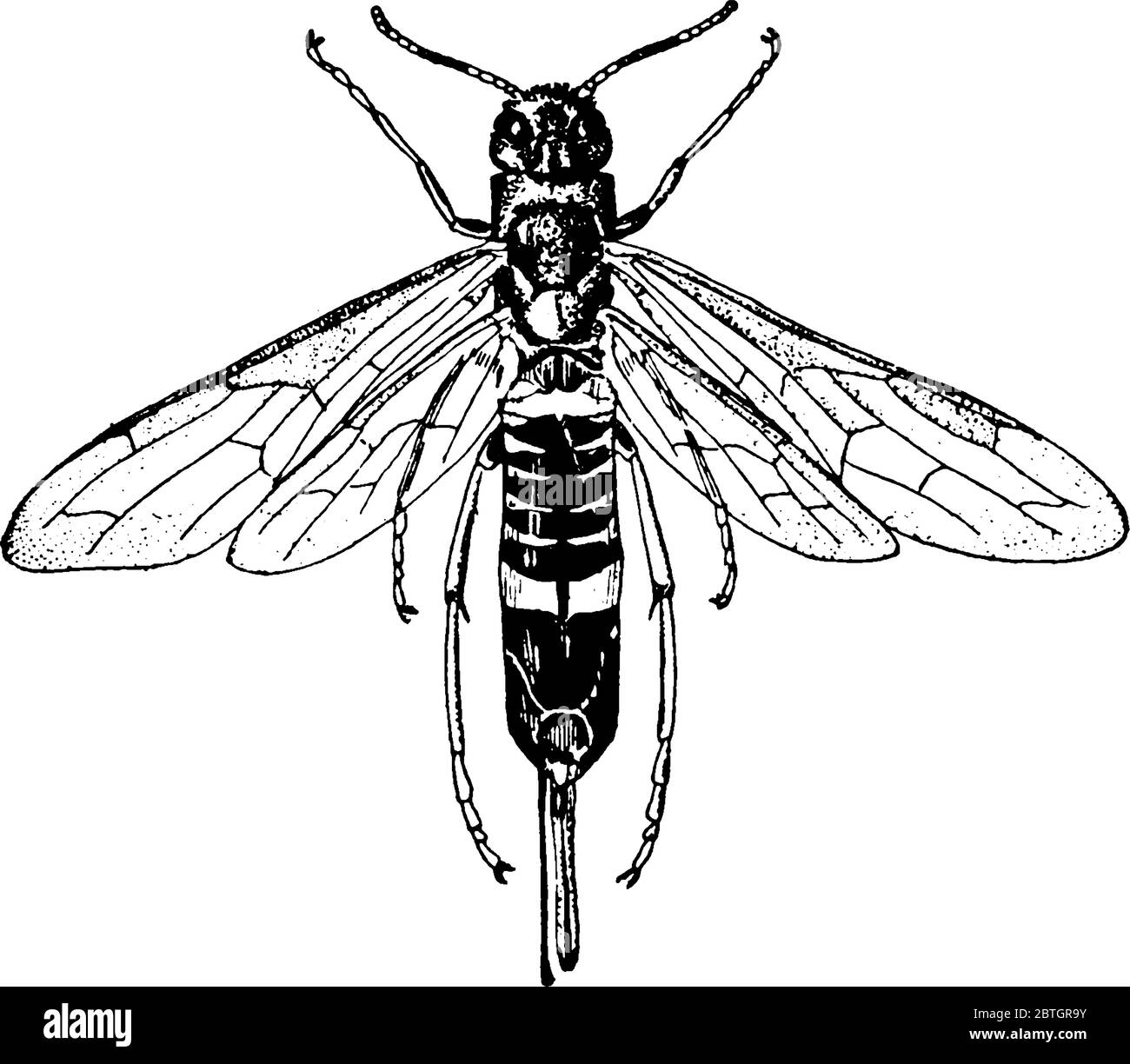 The ichneumon wasp is a parasitoid in the family Ichneumonidae, Its parasitic larvae feed on or inside another insect host species until it dies, vint Stock Vector