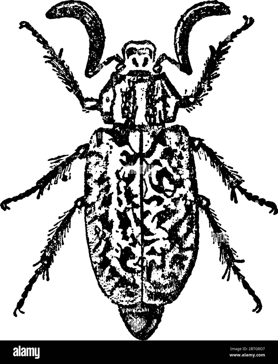 The cockchafer, bug or beetle, is a European beetle of the genus Melolontha, in the family Scarabaeidae, vintage line drawing or engraving illustratio Stock Vector