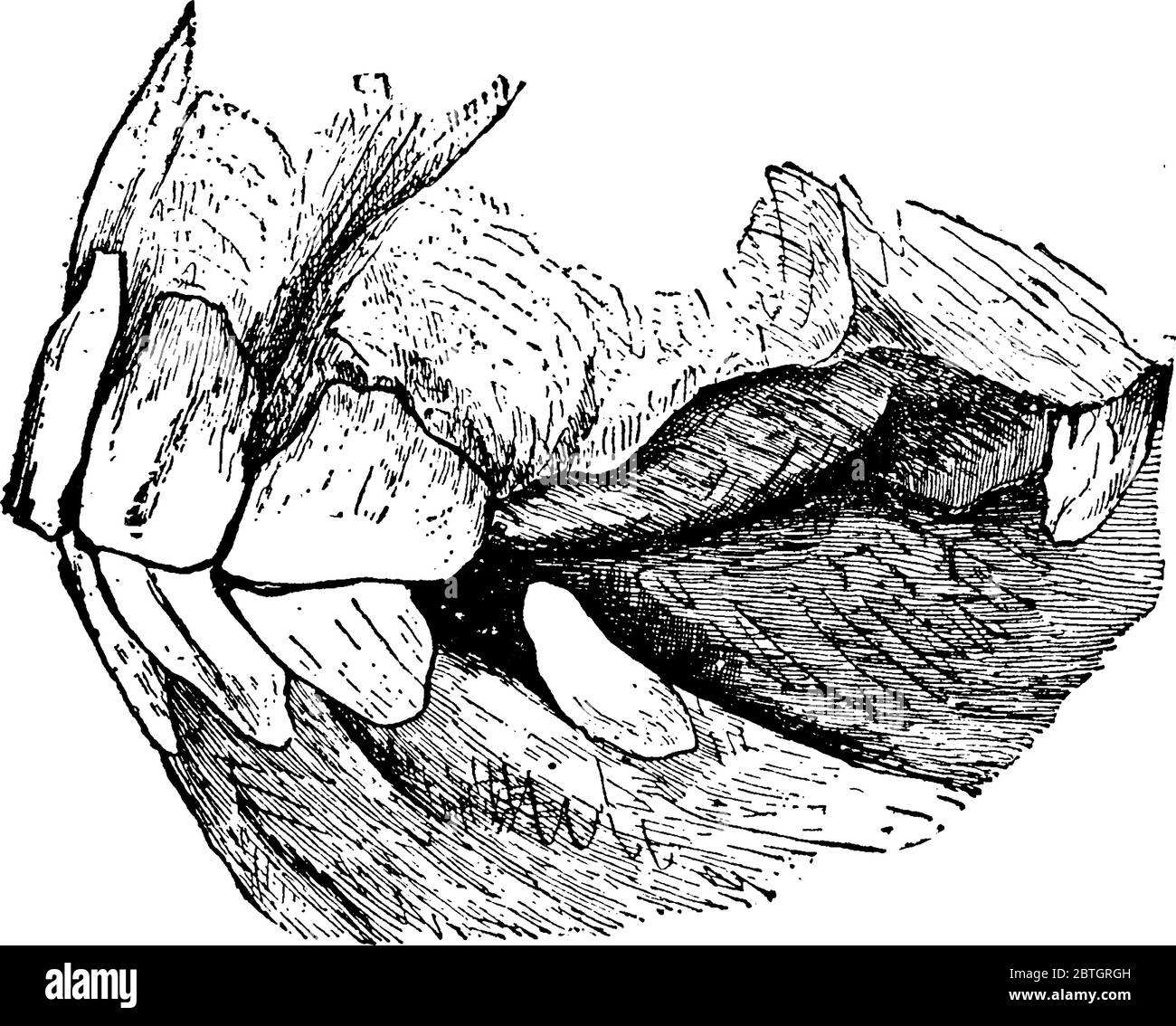 Jaw of young uncastrated male horse (side view)., vintage line drawing or engraving illustration. Stock Vector
