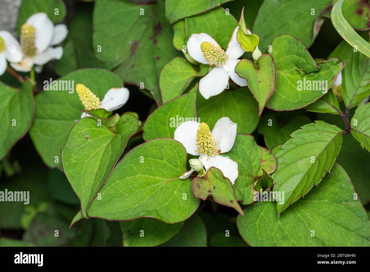 Flower of fish mint (Houttuynia cordata), Isehara City, Kanagawa Prefecture, Japan Stock Photo