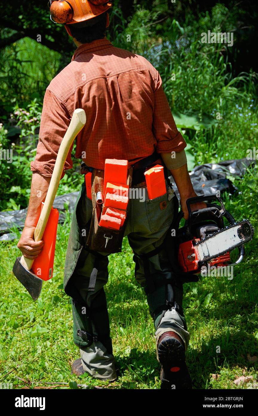 Logger wearing protective gear (chaps, helmet, ear protectors) moves on to the next tree, carrying tools of the trade: chainsaw, axe, felling wedges. Stock Photo