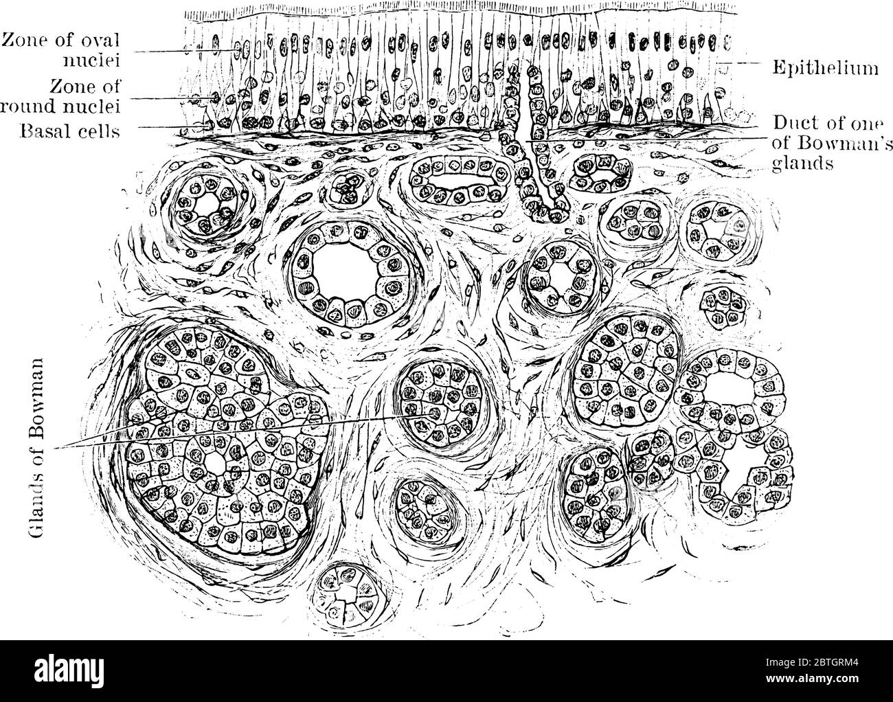 The section through the olfactory mucus membrane, with the parts labeled as zone of oval and round nuclei, basal cells, epithelium and so on, vintage Stock Vector