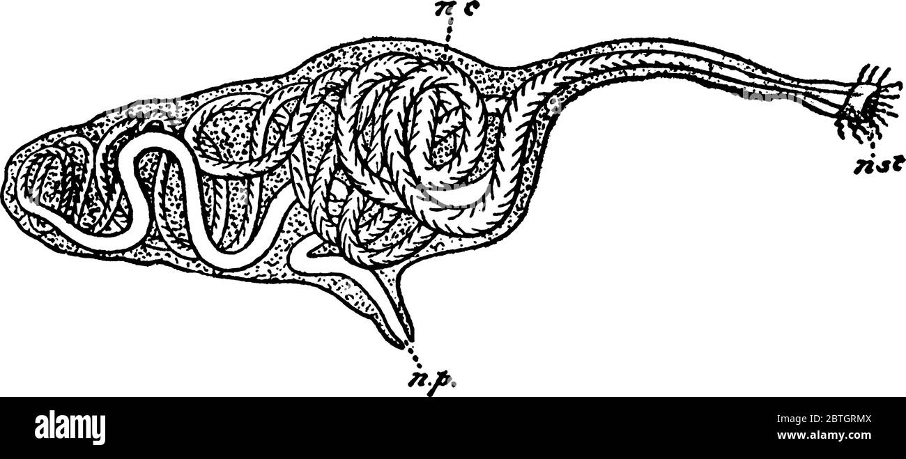 A diagram of the nephridium of Nereis, that possess setae and parapodia for locomotion. They may have two types of setae, which are found on the parap Stock Vector