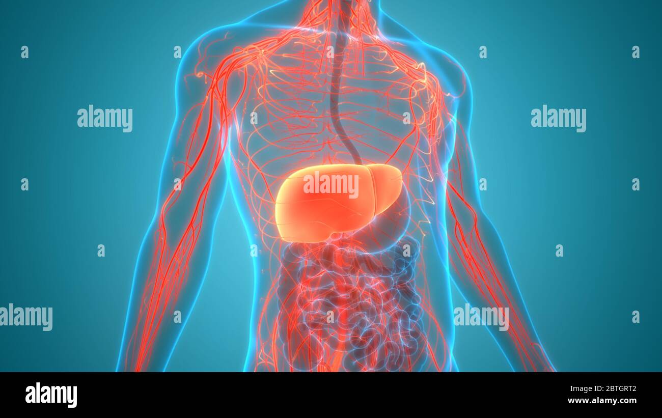 Human Internal Digestive Organ Liver Anatomy Stock Photo - Alamy