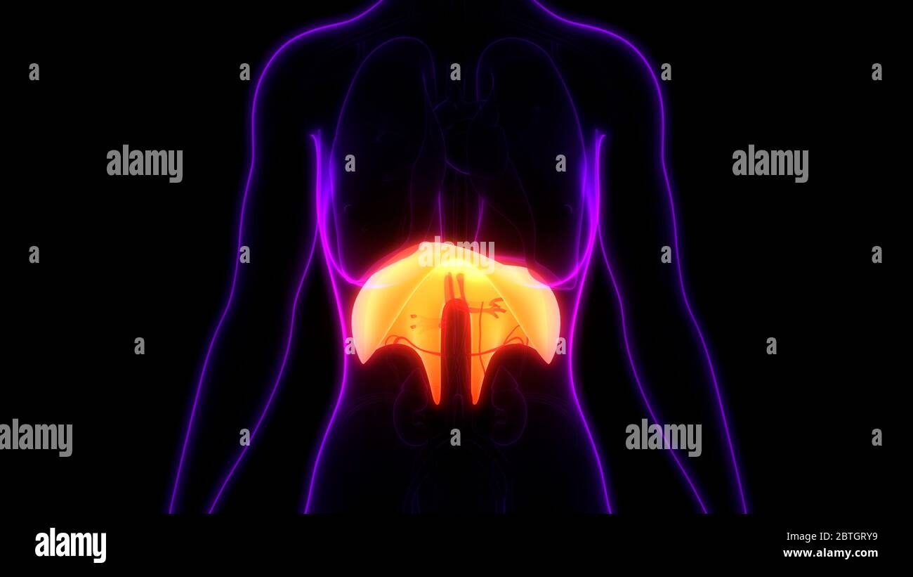 Human Respiratory System Diaphragm Anatomy Stock Photo - Alamy