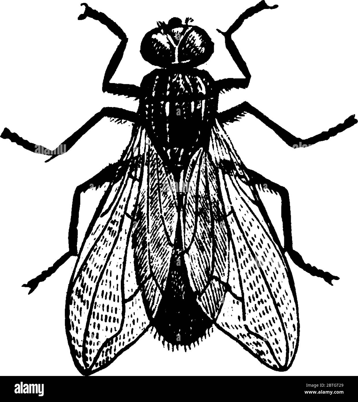 A typical representation of an insect flies with a pair of functional wings for flight and a pair of vestigial hindwings called halteres for balance, Stock Vector