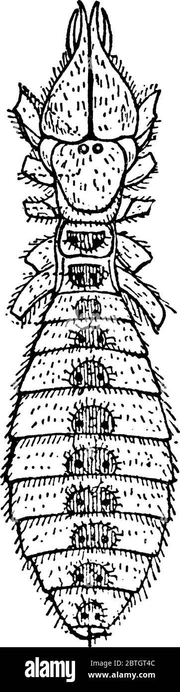 A typical representation of the dorsal view of the Galeodes species, one of the solifugae, showing the bases of the prosomatic appendages, vintage lin Stock Vector