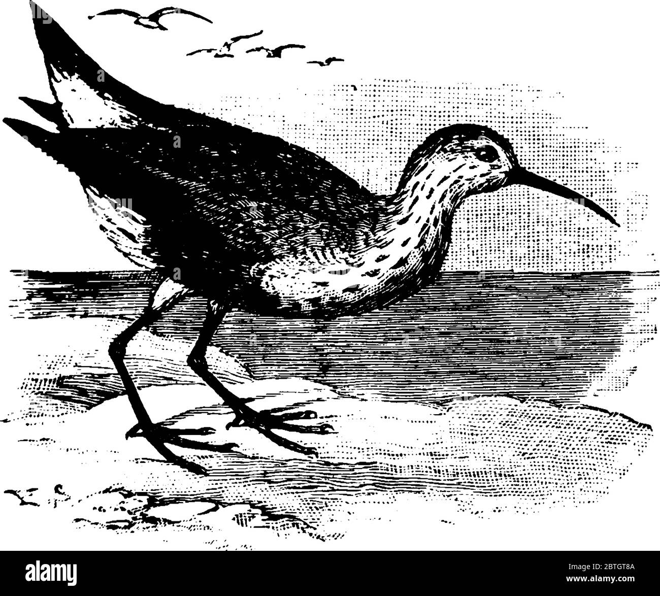 A small wading bird in the Scolopacidae family of waders, vintage line drawing or engraving illustration. Stock Vector