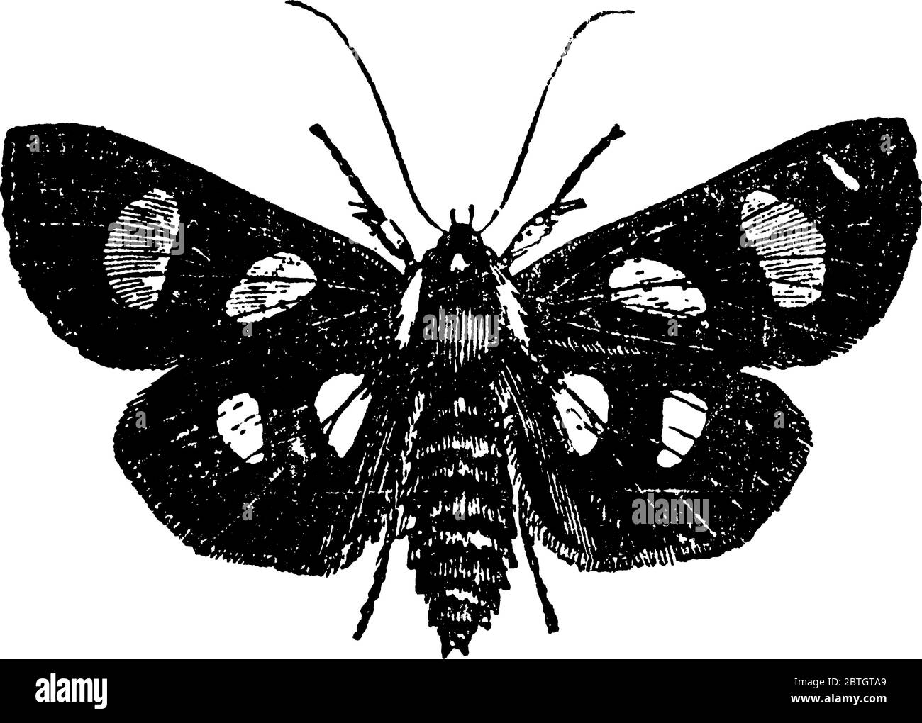 The picture depicts the butterfly of the moth, Alypia octomaculata species. It is an eight-spotted froster. The forewings and hindwings are with spots Stock Vector