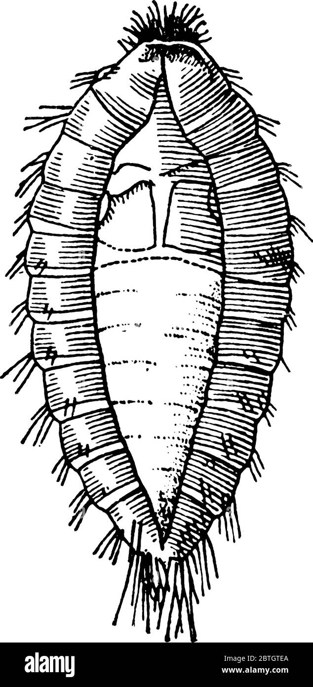 A typical representation of the pupa within larva skin, of a Buffalo Moth, with tufts of hair-like setae, outlining their body, vintage line drawing o Stock Vector