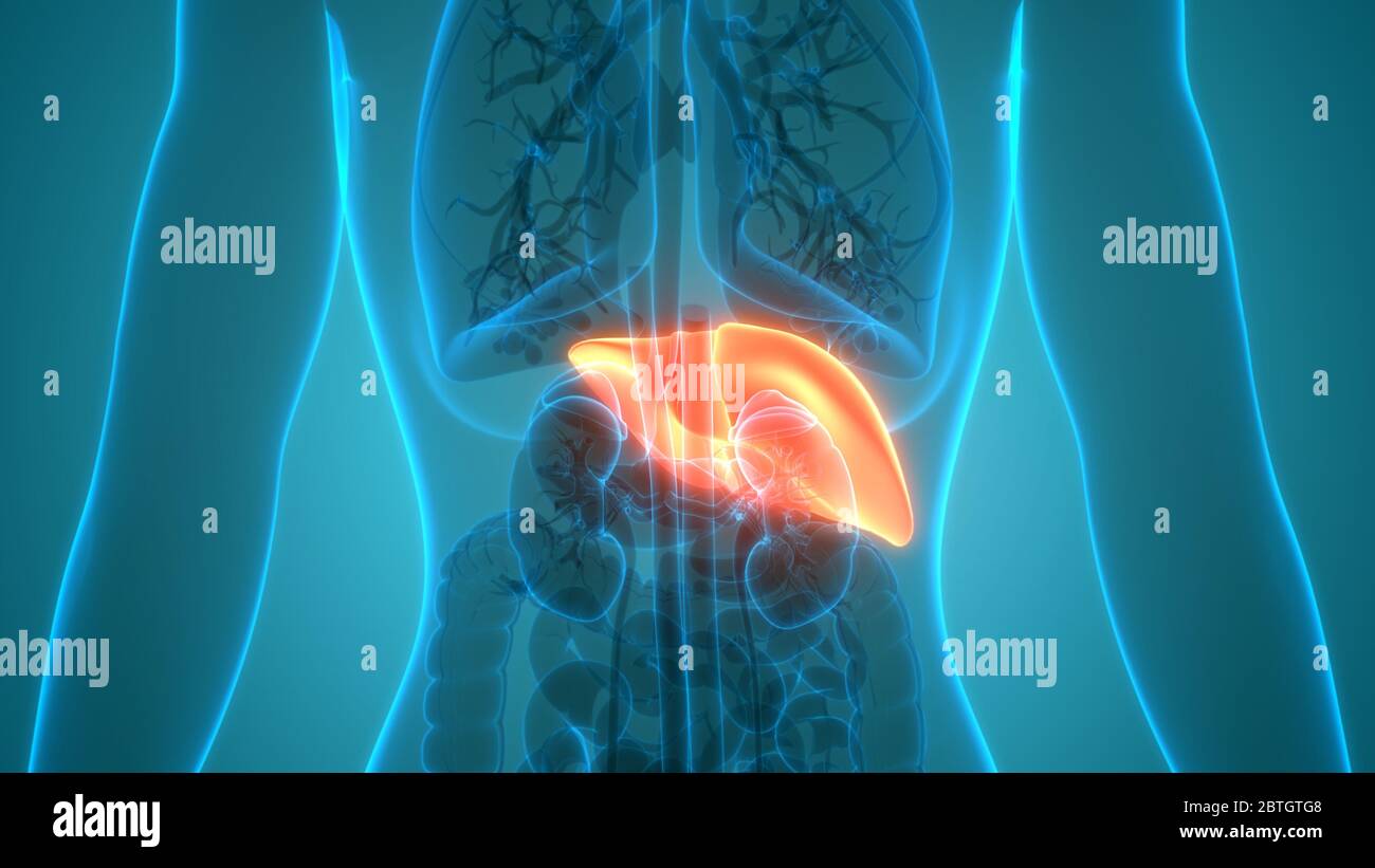 Human Internal Digestive Organ Liver Anatomy Stock Photo - Alamy