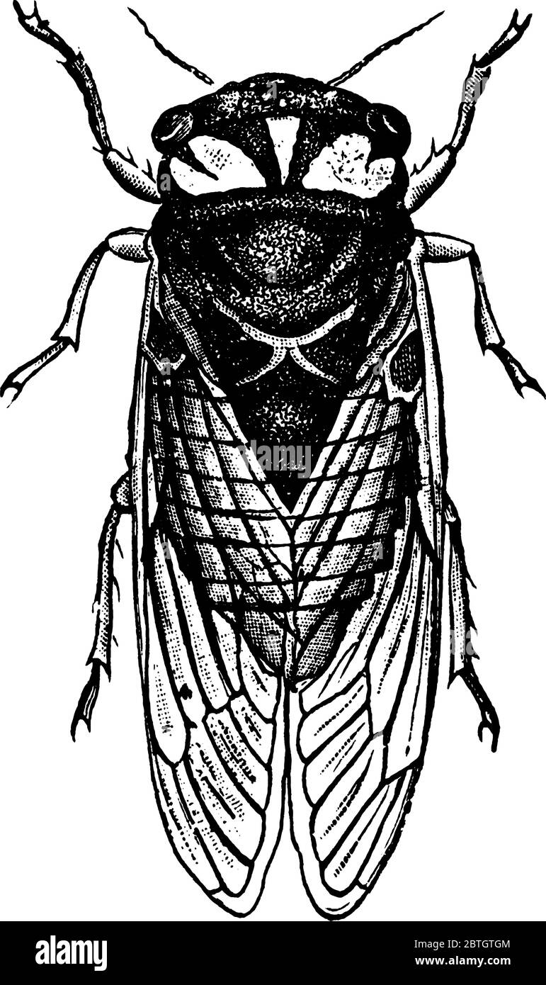 Cicada illustration Cut Out Stock Images & Pictures - Alamy