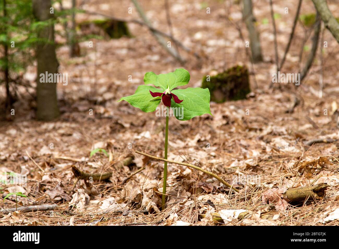 A single red trillium flower emerges from the ground in a forest. Stock Photo