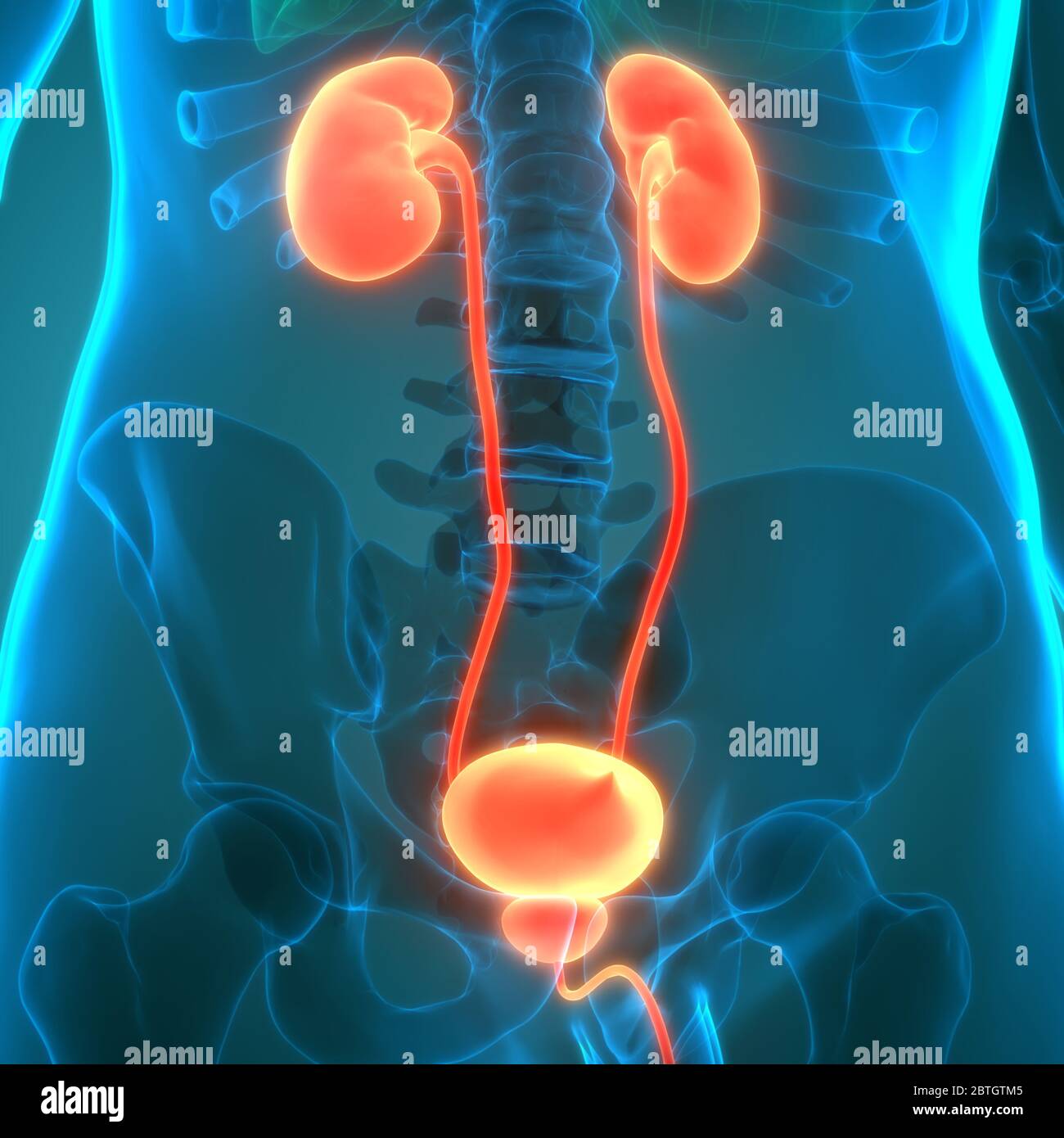 Human Urinary System Kidneys with Bladder Anatomy Stock Photo - Alamy
