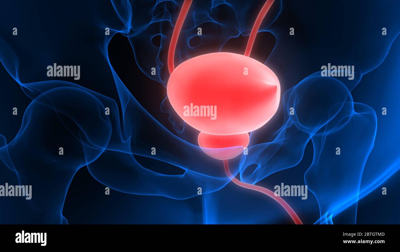 Human Urinary System Kidneys with Bladder Anatomy Stock Photo - Alamy